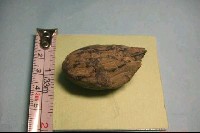 藏品(魚骨)的圖片